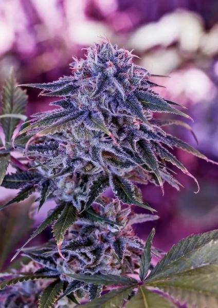 Blue Rhino 3+1